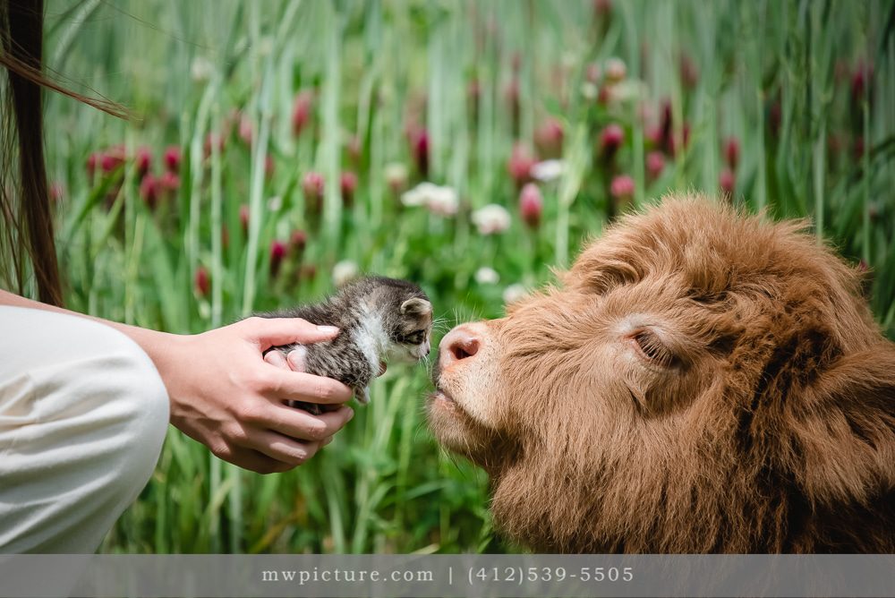 A person feeding a goat from another hand