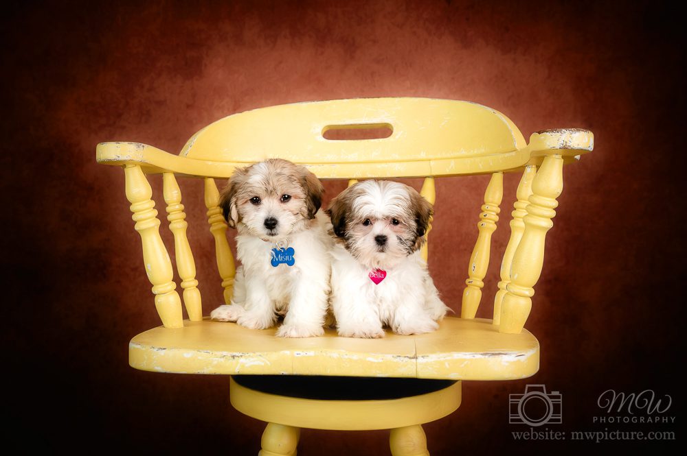 Two puppies sitting on a yellow chair