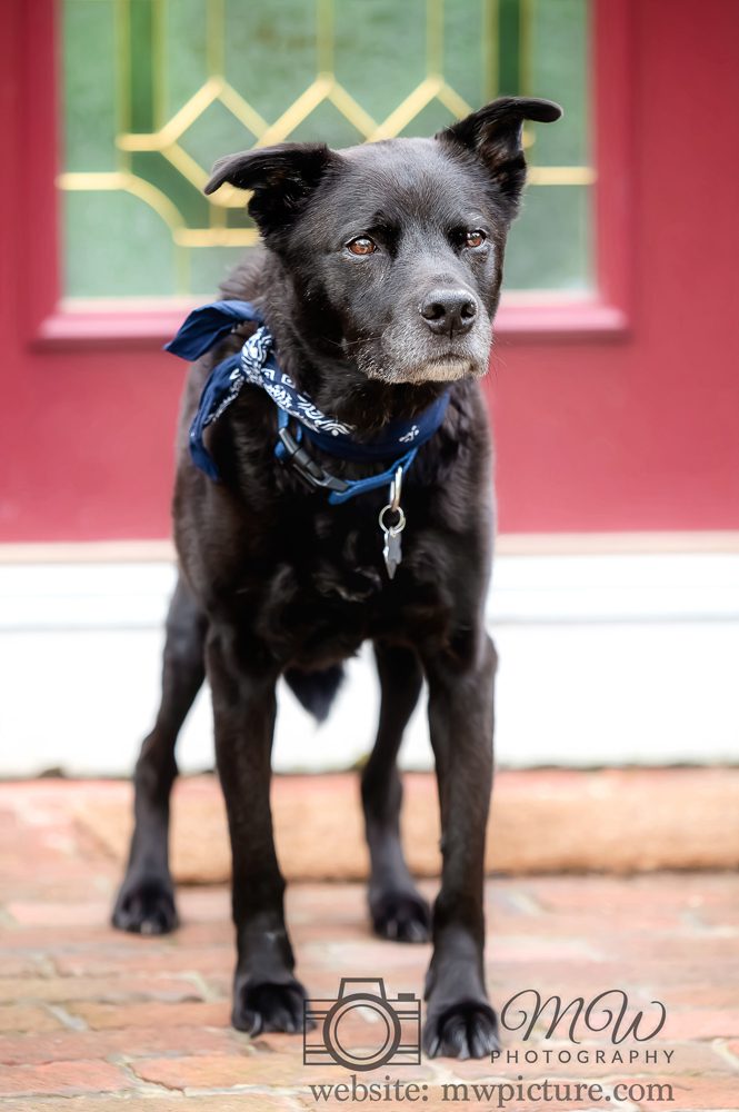 A black dog standing on the ground with its head down.